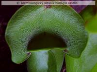 kryc� trich�m 3