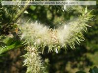 anemoch�ria 3